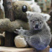 Dicke Freunde