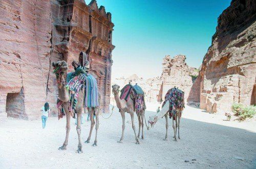 Dromedare bringen mutige Touristen in Petra zu den Sehenswürdigkeiten. Fotos: Beate Rhomberg (6)
