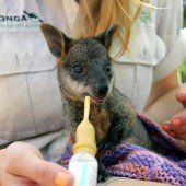 Wallaby erobert die Herzen