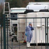 Gefährliche Vogelgrippe: 31.000 Puten getötet