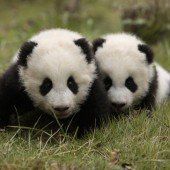 Pandazwillinge auf Entdeckungstour