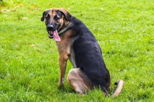 Vorarlberger Tierschutzheim, Ares
Schäfer- Schweißhund Mischling
männlich/kastriert
geb. 07.2012
ich bin ein junger, agiler Rüde, mit ausgeprägtem
Jagdtrieb und sollte noch eine gute Hundeschule
besuchen. Meine neuen Besitzer sollten keine Kinder
haben, dafür aber über Hundeerfahrung verfügen
und einen eingezäunten Garten ihr eigen nennen.