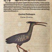Ein Vogel ersetzt den Mohrenkopf