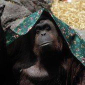 Orang-Utan-Dame darf endlich in die Freiheit