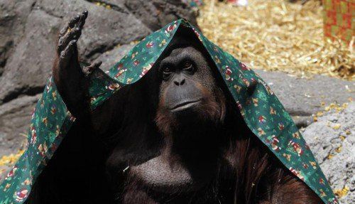 Die in Deutschland geborene Orang-Utan-Dame Sandra lebt seit 20 Jahren im Zoo von Buenos Aires.  Foto: Reuters