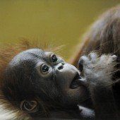 Süßer Orang-Utan-Nachwuchs