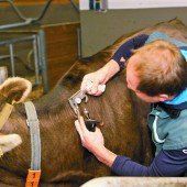 TBC-Tests verlaufen bisher erfreulich