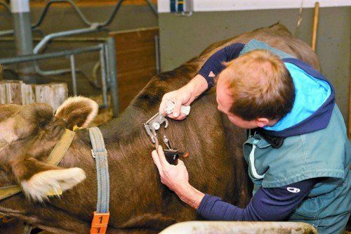 Erfreulicher Zwischenstand: Bei etwas über 3000 TBC-Untersuchungen gab es bisher kein positives Testergebnis. Foto: ludwig berchtold