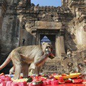 Affenfest in Thailand