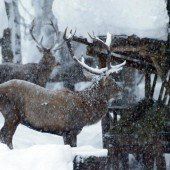 Einstellung der Fütterung im Revier Hittisau II