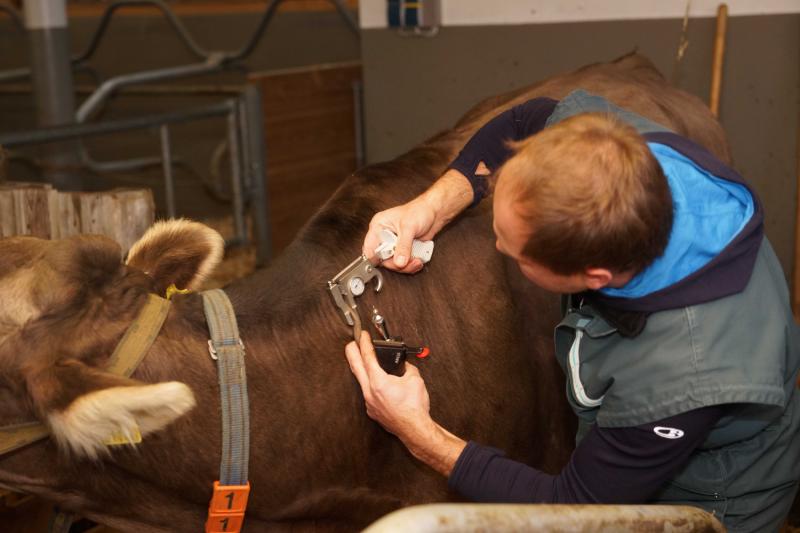 Rindertuberkulose will kein Landwirt in seinem Stall haben. Umso wichtiger sind Testungen, wenn ein Verdacht gegeben ist.⇒L. Berchtold
