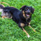 Wo sind liebe Hundekenner, die uns mögen?