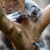 Eidechsen auf Weltreise und Kuschelkoalas