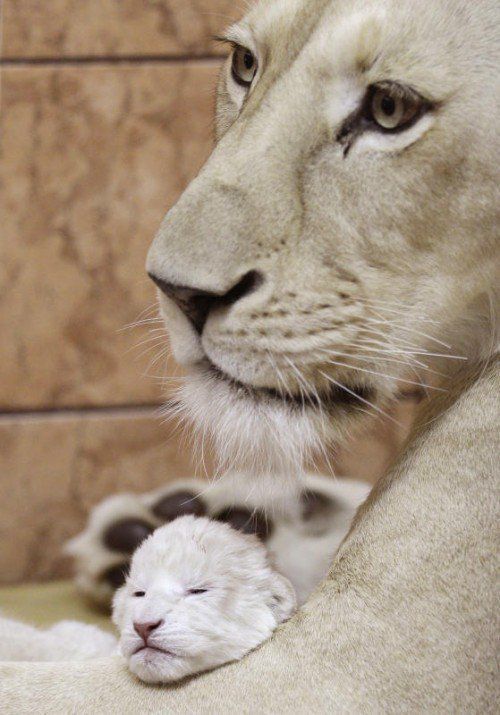 A two-day-old white lion cub playing with its mother Sumba, in Belgrade Zoo, Serbia, Thursday, Dec. 22, 2011. Serbia, Wednesday, April 20, 2011. The four white lions cubs, an extremely rare subspecies of the African lion were recently born in Belgrade Zoo. White lions are unique to the Timbavati area of South Africa and are not albinos but a genetic rarity. (Foto:Darko Vojinovic/AP/dapd)