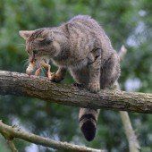 Erstmals Wildkatze in Tirol entdeckt worden