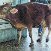 Tierquälerei: Politiker planen höhere Strafen