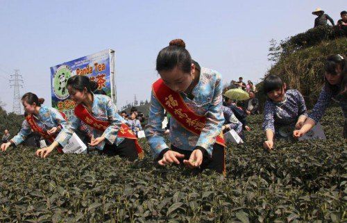 Erntezeit in China: Auf einer Tee-Farm in der Sichuan-Provinz werden die Grünteepflanzen gepflückt.  REUTERS
