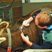 TBC-Verdacht: Weiterer Hof im Oberland gesperrt