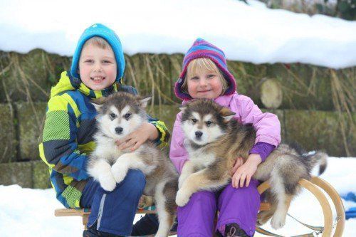 Tierbaby der Woche; 4jährige Annika und 6jähriger Magnus aus Wolfurt mit 2 8 Wochen alte reinrassige Alaskan Malamute Welpen sind noch zu haben; Infos unter 0650/7055202