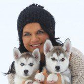 Entzückende Husky-Welpen