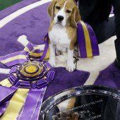 Beagle „Miss P“ ist die Schönste