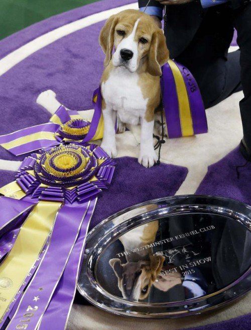 Beagle-Dame Miss P überzeugte die Juroren. Foto: Reuters