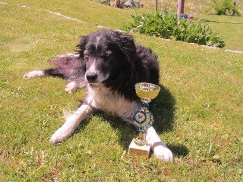 Der erschossene Boarder-Collie „Cheyenne“. Foto: privat  