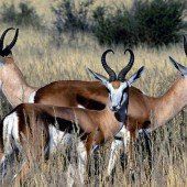 Schlag gegen die illegale Einfuhr von Wollschals der Tibetantilope