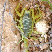 Von Skorpion gestochen