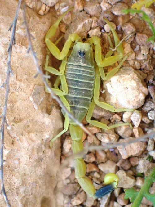 Ein Scorpion der Gattung „Deathstalker“. Foto: inbar