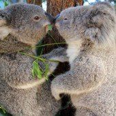 Das ist wahre Koala-Liebe