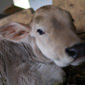 Bauern als Tierschützer