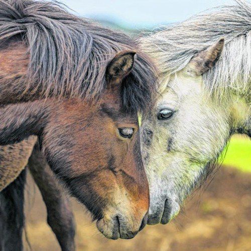 Mit Islandpferden das Land erkunden. Foto: Shutterstock