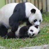 Kuschel-Pandas