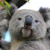 Immer mehr Säugetiere in Australien sterben aus