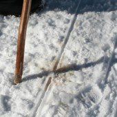 Schweizer Jagdfrevel in Sibratsgfäll