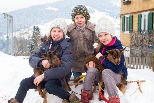 tierbaby, babyziegen, vlnr: johanna (11), leonie (9), emma (6), alle aus langenegg, bunte edelziegen, geboren am 30.1.2015, ein weibchen und ein männchen, suchen ein neues zuhause, kontakt: martin eugster, langenegg, handynummer: 0664/9185526