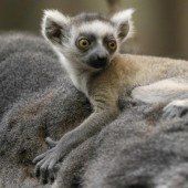 Kleiner Lemur macht Ausflug