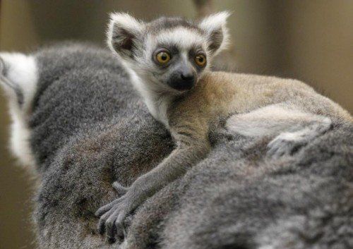 A month-old baby lemur, right, rides on her seven-year-old mother's back in an exhibit at the Franklin Park Zoo, in Boston, Wednesday, April 27, 2011. The baby lemur was one of two twins born March 31, 2011 at the zoo, but have yet to receive names or have their sex determined. Lemurs, endemic to Madagascar, are social animals that live in female dominated groups in the wild. (Foto:Steven Senne/AP/dapd)