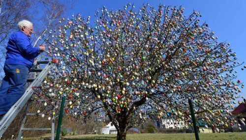 ABD0005_20150321 - Den Ostereierbaum schmückt Volker Kraft am 19.03.2015 in Saalfeld (Thüringen) mit bunten Eiern. In diesem Jahr ist es aber das letzte Mal. Das Klettern auf der Leiter und das Leiterrücken wird dem rüstigen Rentnerpaar zu anstrengend. Geschmückt mit rund 10.000 liebevoll verzierten Eiern präsentiert sich der Saalfelder Ostereierbaum vom 21. März bis Ostermontag (6. April). Foto: Martin Schutt/dpa (zu dpa-KORR "Ostereierbaum erstrahlt zum letzten Mal mit 10 000 bunten Eiern" vom 21.03.2015) +++(c) dpa - Bildfunk+++