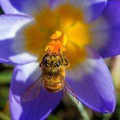 Bienenschutz