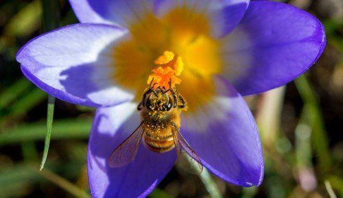 ABD0007_20150309 - Eine Biene ist am 08.03.2015 in einer Krokusblüte in Timmendorf (Mecklenburg-Vorpommern) auf der Ostseeinsel Poel zu sehen. Mit Sonnenschein und Temperaturen über zehn Grad hat sich der Frühling in Norddeutschland gemeldet. Foto: Jens Büttner/dpa +++(c) dpa - Bildfunk+++