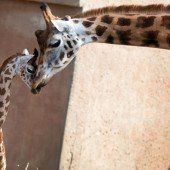 Giraffenbaby auf Kuschelkurs