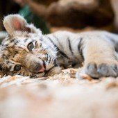 Tigerbaby Alisha zieht um