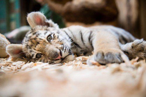 ABD0040_20150305 - Das zwölf Wochen alte Tigermädchen Alisha liegt am 05.03.2015 in ihrem Käfig im Alfred-Brehm-Haus im Tierpark Berlin. Der kleine Amur-Tiger zieht um und wird am 10. März im Zoo Eberswalde erwartet, teilte der Tierpark mit. Foto: Gregor Fischer/dpa (zu dpa "Berliner Tigermädchen Alisha ab 10. März im Eberswalder Zoo" vom 05.03.2015) +++(c) dpa - Bildfunk+++