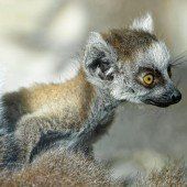 Babyboom bei den Kattas