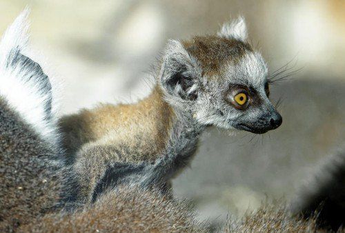 ABD0044_20150319 - WIEN - ÖSTERREICH: ZU APA0149 VOM 19.3.2015 - Ein Katta-Jungtier im Tiergarten Schönbrunn auf einem undatierten Archivbild. Bei den Kattas im Wiener Zoo herrscht seit Anfang März 2015 ein wahrer Babyboom mit derzeit insgesamt sechs Jungtieren. (UNDATIERTES ARCHIVBILD)- FOTO: APA/TIERGARTEN SCHÖNBRUNN/NORBERT POTENSKY - +++ WIR WEISEN AUSDRÜCKLICH DARAUF HIN, DASS EINE VERWENDUNG DES BILDES AUS MEDIEN- UND/ODER URHEBERRECHTLICHEN GRÜNDEN AUSSCHLIESSLICH IM ZUSAMMENHANG MIT DEM ANGEFÜHRTEN ZWECK ERFOLGEN DARF - VOLLSTÄNDIGE COPYRIGHTNENNUNG VERPFLICHTEND +++