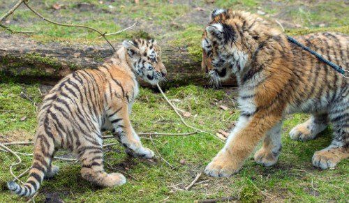 ABD0096_20150310 - Das Berliner Tigerbaby Alisha (l) und der kleine Tiger Dragan sehen sich 10.03.2015 das erste Mal im Zoo in Eberswalde (Brandenburg). Beide sollen sich anfreunden und voneinander lernen. Die beiden Tierkinder verbindet ein ähnliches Schicksal: Sie wurden von Pflegern mit der Flasche aufgezogen. Foto: Patrick Pleul/dpa +++(c) dpa - Bildfunk+++