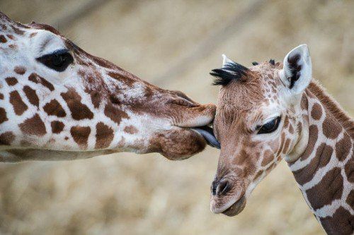 ABD0106_20150213 - Eine Baby-Giraffe (r) wird am 13.02.2015 in Duisburg (Nordrhein-Westfalen) von einer anderen Giraffe abgeleckt. Der Giraffennachwuchs wurde in der Nacht zum 11.02.2015 geboren. Foto: Maja Hitij/dpa +++(c) dpa - Bildfunk+++