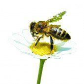 Hilfe für Bienen